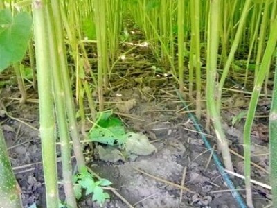 PAULOVNIJA SADNICE SHAN TONG