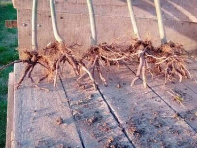 PAULOVNIJA SADNICE SHAN TONG