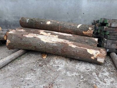 PAULOVNIJA SADNICE SHAN TONG