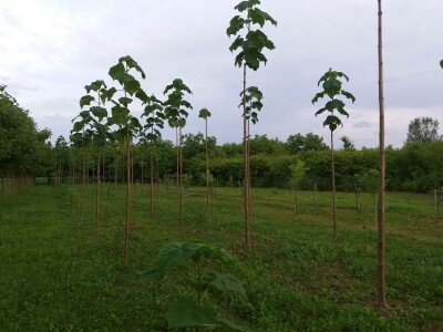 Paulovnije tri vrste