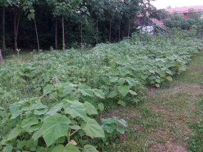 Paulovnije tri vrste