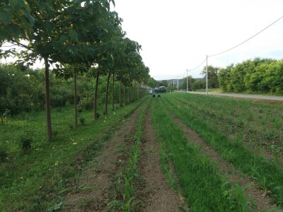 Paulovnije tri vrste