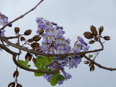 Paulownia Shan Tong jednogodišnje sadnice panj
