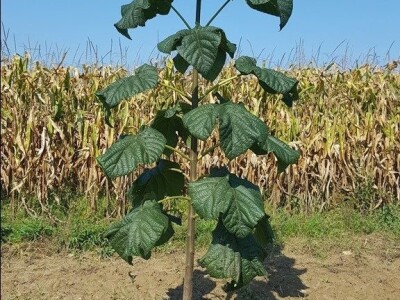 Paulownia Shan Tong jednogodišnje sadnice panj