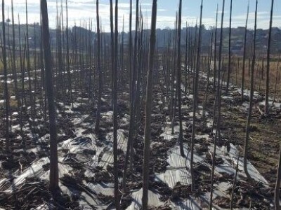 Paulownia Shan Tong jednogodišnje sadnice panj