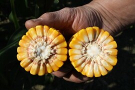 PERSIC - RWA hibrid kukuruza