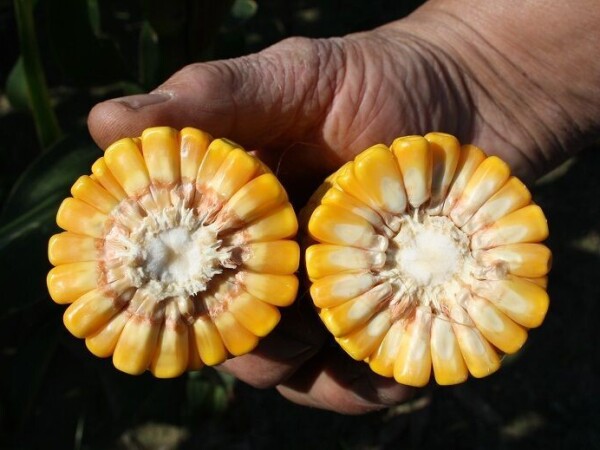 PERSIC - RWA hibrid kukuruza