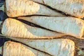 Peršin korjenaš KINSKY