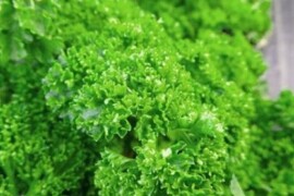 Peršin kovrčavi GRUENE PERLE