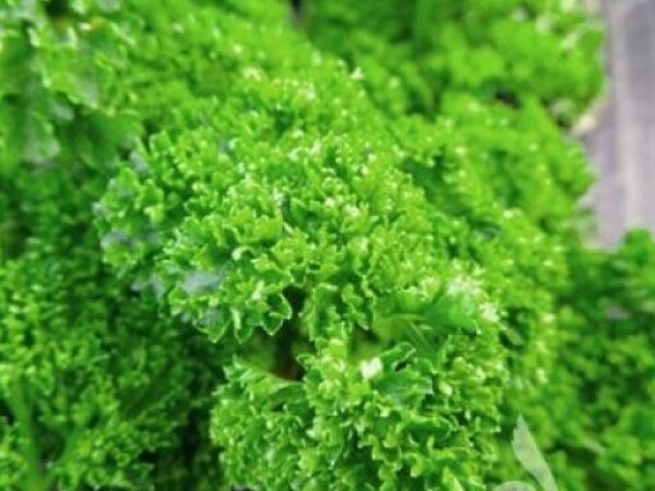 Peršin kovrčavi GRUENE PERLE