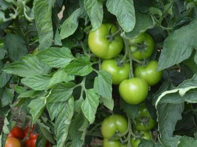 Sjeme rajčice Yety F1