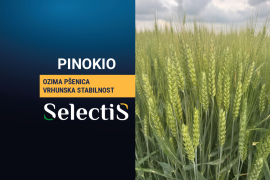 PINOKIO - ozima pšenica