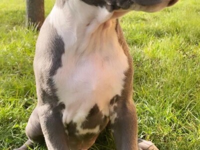 Pitbull Blueline & Lilac