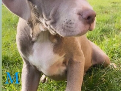 Pitbull Blueline & Lilac