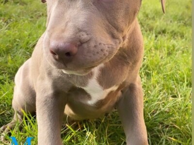 Pitbull Blueline & Lilac