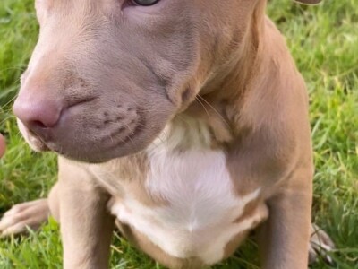 Pitbull Blueline & Lilac