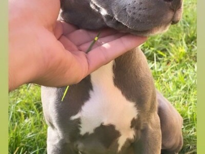 Pitbull Blueline & Lilac