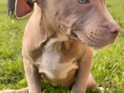 Pitbull Blueline & Lilac