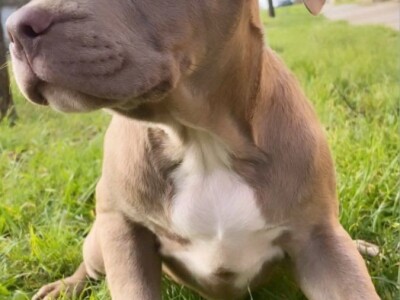 Pitbull Blueline & Lilac