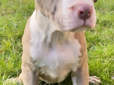 Pitbull Blueline & Lilac