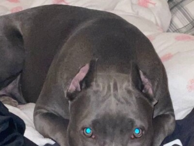 Pitbull Blueline & Lilac