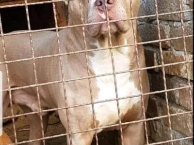 Pitbull Blueline & Lilac