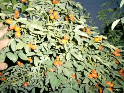 Pitomi sipurak / sadnice