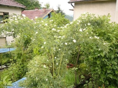 Pitomi sipurak / sadnice