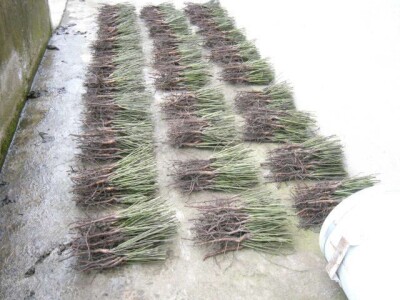 Pitomi sipurak / sadnice