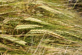 Planet - Sorta pivarskog ječma