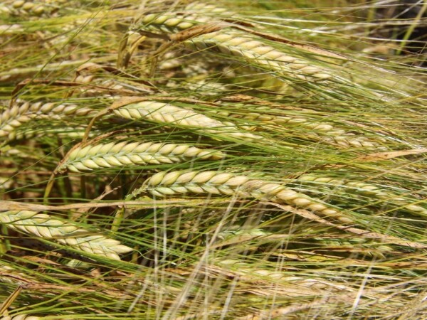 Planet - Sorta pivarskog ječma