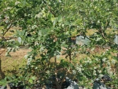 Plantaža borovnica - Križ