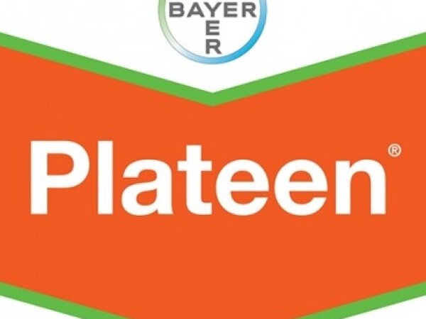 Plateen WG 41,5