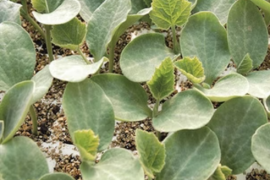 Podloga za kalemljenje Emphasis 1000 sem