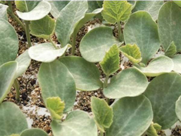 Podloga za kalemljenje Emphasis 1000 sem