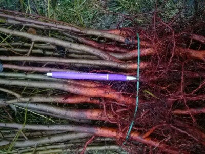 podloge a kalemljenje