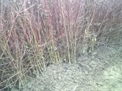 podloge a kalemljenje