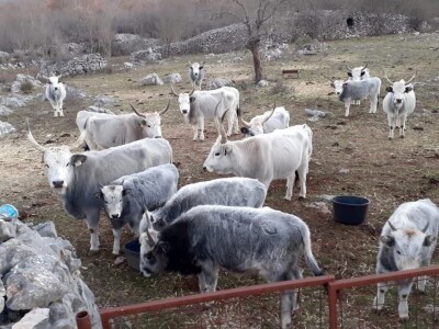 Podolci – Podolsko govedo (mađarsko sivo govedo)