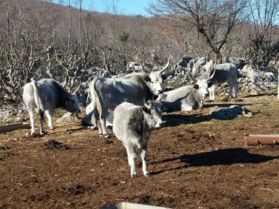 Podolci – Podolsko govedo (mađarsko sivo govedo)