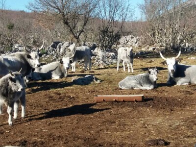 Podolci – Podolsko govedo (mađarsko sivo govedo)