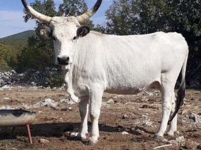 Podolci – Podolsko govedo (mađarsko sivo govedo)
