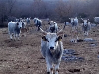 Podolci – Podolsko govedo (mađarsko sivo govedo)
