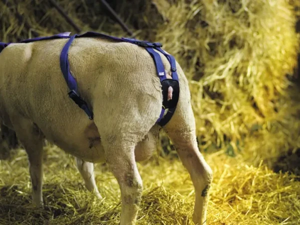 Pojas za prolapsus materice