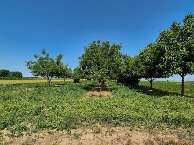 Poljoporivredno zemljište (orasi u punom rodu) 4.892 m2 - Tenja