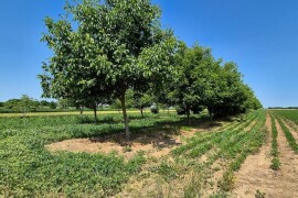 Poljoporivredno zemljište (orasi u punom rodu) 4.892 m2 - Tenja