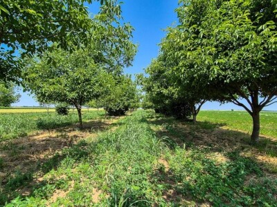 Poljoporivredno zemljište (orasi u punom rodu) 4.892 m2 - Tenja