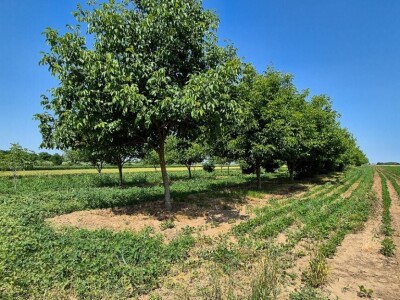 Poljoporivredno zemljište (orasi u punom rodu) 4.892 m2 - Tenja