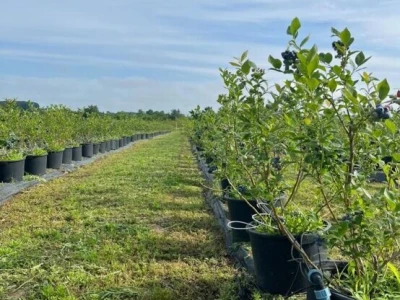 Poljoprivredno gazdinstvo(17ha u komadu,orah i borovnica)