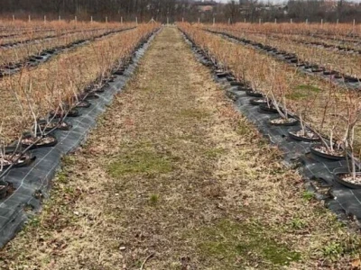 Poljoprivredno gazdinstvo(17ha u komadu,orah i borovnica)