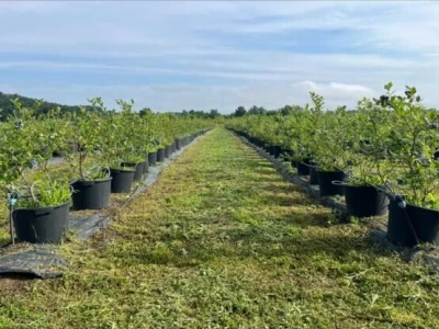 Poljoprivredno gazdinstvo(17ha u komadu,orah i borovnica)